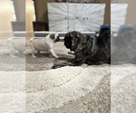 Small #10 Pug