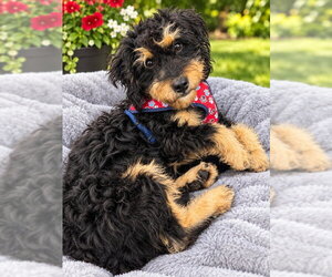 Airedale Terrier-Unknown Mix Dogs for adoption in Rocky Mount, NC, USA