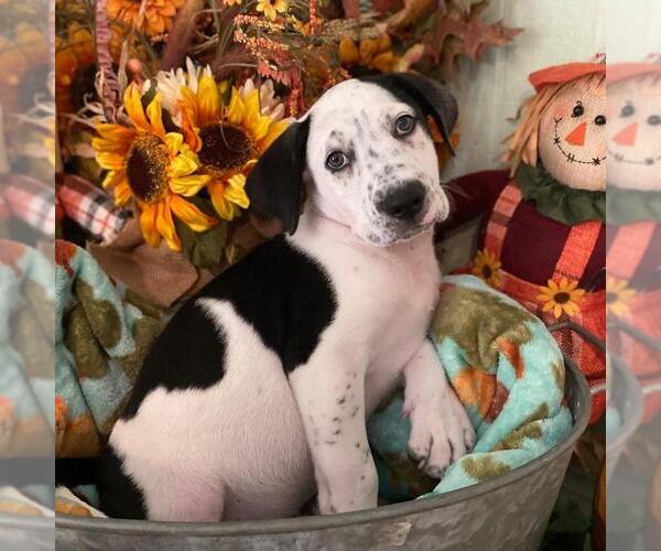 Medium Photo #8 Labrador Retriever-Unknown Mix Puppy For Sale in San Diego, CA, USA