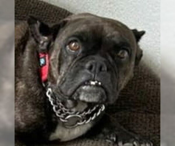 Medium Photo #2 Faux Frenchbo Bulldog Puppy For Sale in Lake Forest, CA, USA