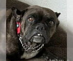 Small #1 Faux Frenchbo Bulldog
