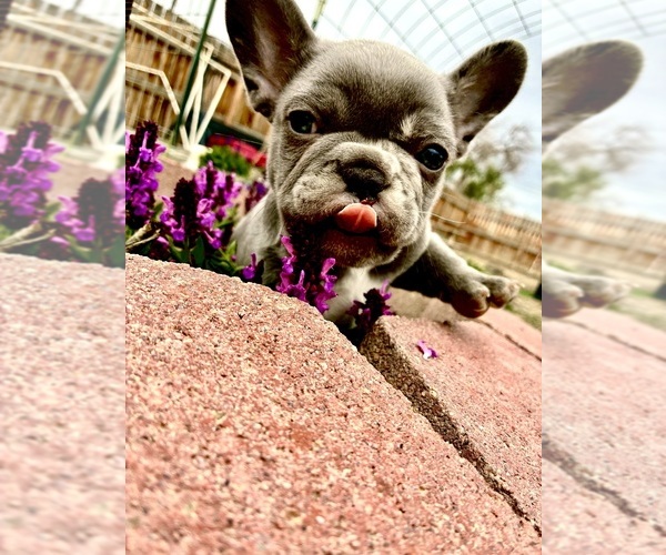 Medium Photo #2 French Bulldog Puppy For Sale in DELTA, CO, USA