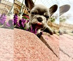 Small #1 French Bulldog