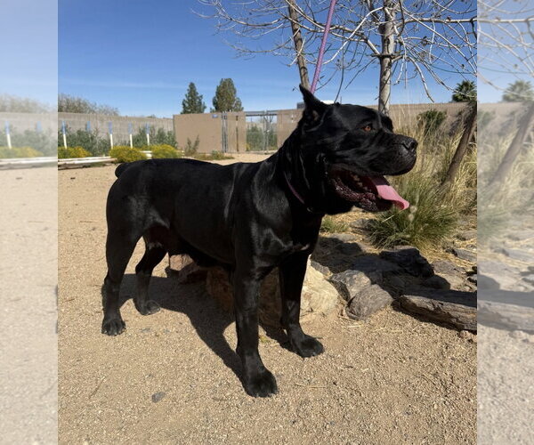 Medium Photo #2 Mutt Puppy For Sale in Goodyear, AZ, USA