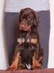 Small Photo #1 Doberman Pinscher Puppy For Sale in MURRIETA, CA, USA