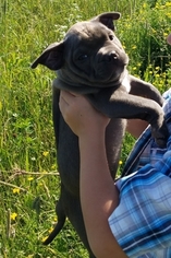 American Pit Bull Terrier Puppy for sale in BALDWIN, WI, USA