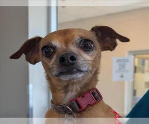 Chihuahua Dogs for adoption in Plano, TX, USA
