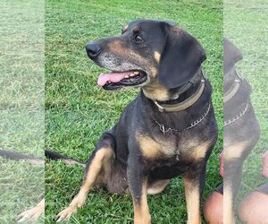 Beagle-Unknown Mix Dogs for adoption in Roxboro, NC, USA
