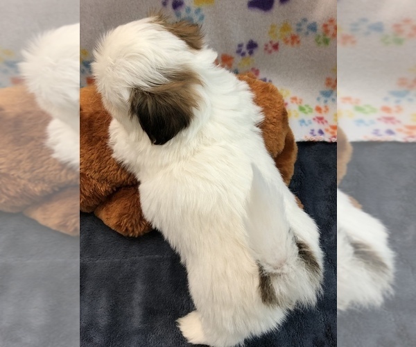Medium Photo #9 Shih Tzu Puppy For Sale in SILEX, MO, USA