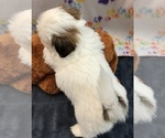 Small Photo #9 Shih Tzu Puppy For Sale in SILEX, MO, USA