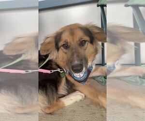 Sadie - Female Mutt Dog for Adoption - Photo #10