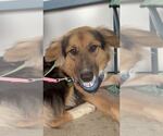 Small Photo #10 Mutt Puppy For Sale in Silver Spring, MD, USA