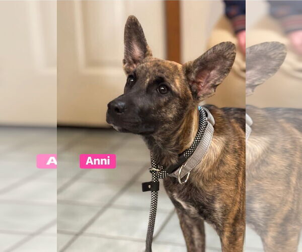 Medium Photo #7 Shepradors Puppy For Sale in Alexander, AR, USA