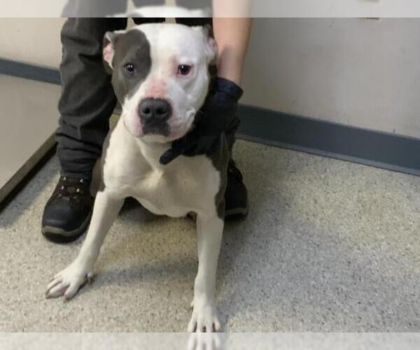 Medium Photo #1 Mutt Puppy For Sale in Visalia, CA, USA