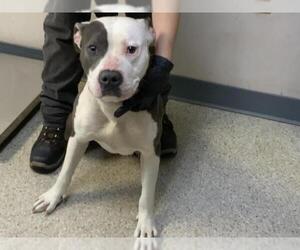 Mutt Dogs for adoption in Visalia, CA, USA