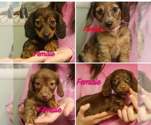 Dachshund Puppy for sale in PEABODY, MA, USA