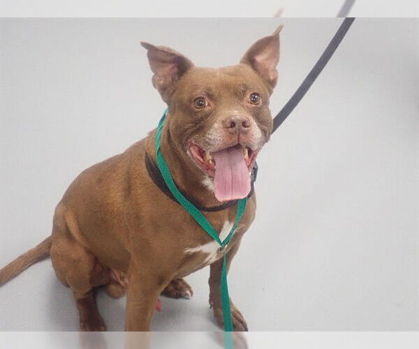 Medium Photo #1 Mutt Puppy For Sale in St. Cloud, FL, USA