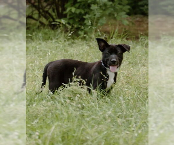 Medium Photo #17 Labrador Retriever-Unknown Mix Puppy For Sale in OKLAHOMA CITY, OK, USA