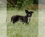 Small #16 Labrador Retriever Mix