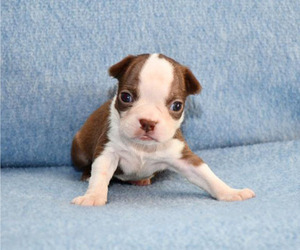 Boston Terrier Puppy for sale in HOMINY, OK, USA