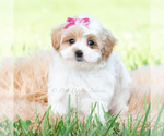 Puppy Mia Maltipoo (Toy)