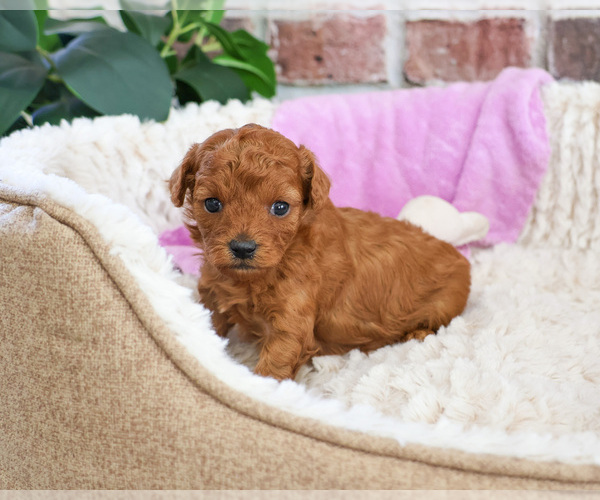 Medium Photo #2 Cavapoo Puppy For Sale in SYRACUSE, IN, USA