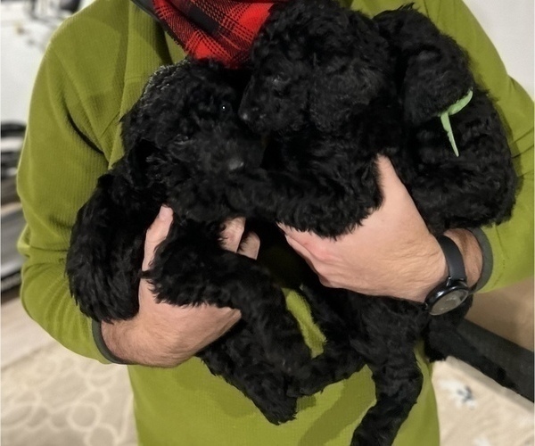Medium Photo #2 Goldendoodle Puppy For Sale in PORTLAND, OR, USA