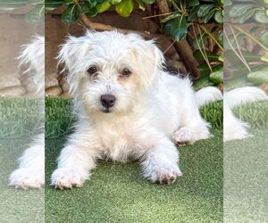 Maltipoo Dogs for adoption in Corona, CA, USA