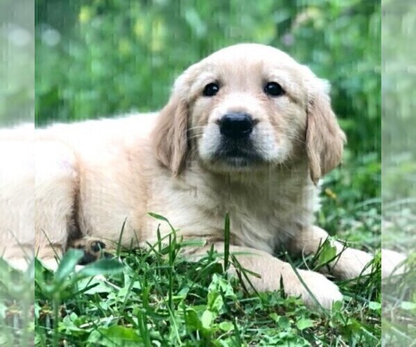 Medium Photo #1 Golden Retriever Puppy For Sale in DRY RUN, PA, USA