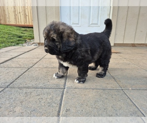 Medium Photo #3 Caucasian Shepherd Dog Puppy For Sale in NORTH PLAINS, OR, USA