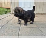 Small #2 Caucasian Shepherd Dog