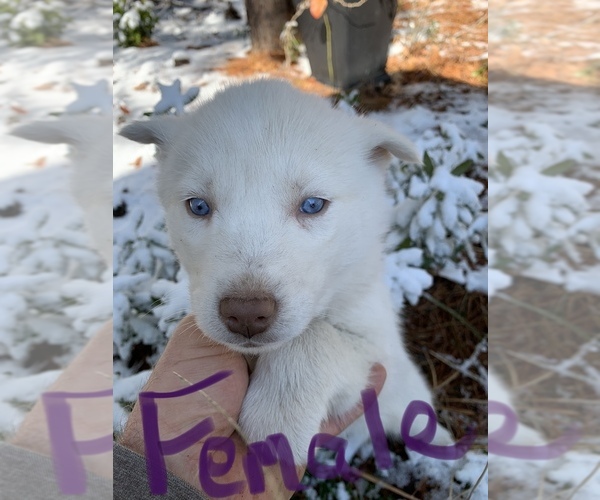 Medium Photo #1 Siberian Husky Puppy For Sale in WILLIAMSBURG, VA, USA