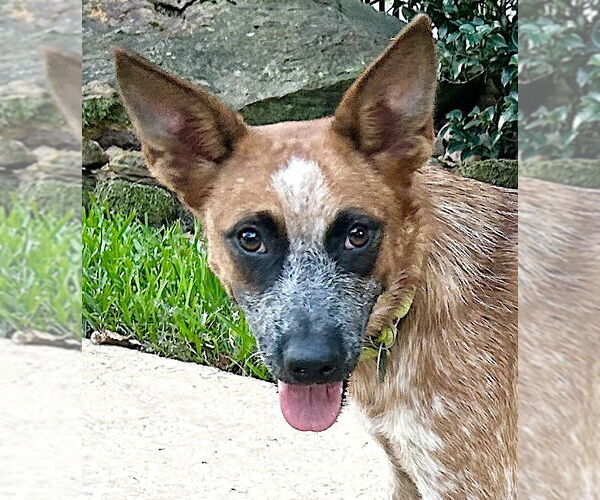 Medium Photo #1 - Mix Puppy For Sale in Marina Del Rey, CA, USA