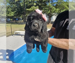 Newfoundland Puppy for Sale in LIZELLA, Georgia USA