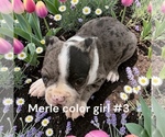 Small #1 Boston Terrier