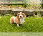 Small #3 Dachshund
