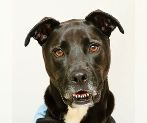 Labrador Retriever Dogs for adoption in Sanford, FL, USA