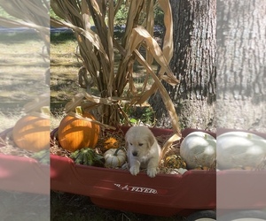 Golden Retriever Puppy for sale in LOCUST GROVE, VA, USA