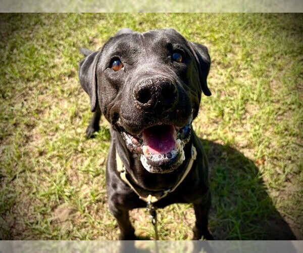 Medium Photo #1 Labrador Retriever-Unknown Mix Puppy For Sale in Tavares, FL, USA