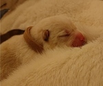 Small Photo #3 Shiba Inu Puppy For Sale in DALY CITY, CA, USA