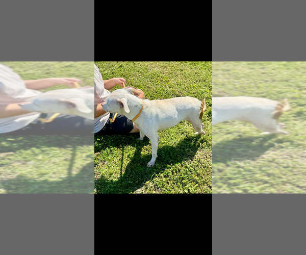 Medium Photo #4 Mutt Puppy For Sale in Abbeville, LA, USA