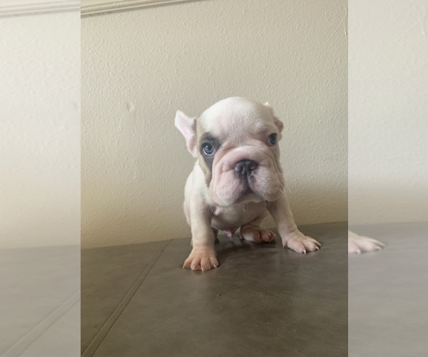 Medium Photo #5 French Bulldog Puppy For Sale in MILWAUKEE, WI, USA
