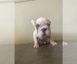 Medium French Bulldog