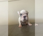 Puppy 4 French Bulldog