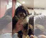 Small #1 Aussiedoodle-Bernedoodle Mix