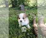Small #1 Pembroke Welsh Corgi