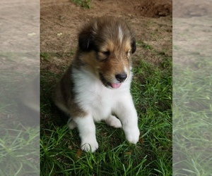 Collie Puppy for sale in KEYSVILLE, GA, USA