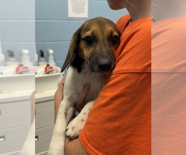 Medium Photo #2 Beagle-German Shepherd Dog Mix Puppy For Sale in Evansville, IN, USA