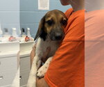 Small #1 Beagle-German Shepherd Dog Mix