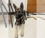 Puppy Puppy 1 German Shepherd Dog